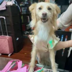 Diseño sin título (31)