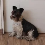 Perdido en zona urbana