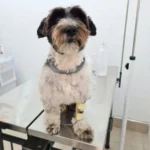 Estaba bajo tratamiento