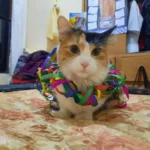 Perdida en un condominio