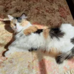 Activamos 3 sistemas