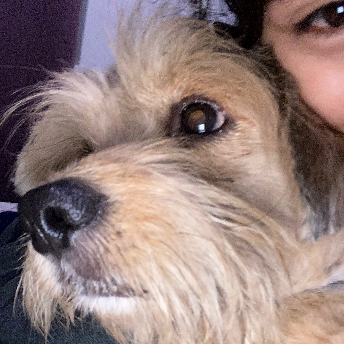Boby junto a su dueña después del reencuentro