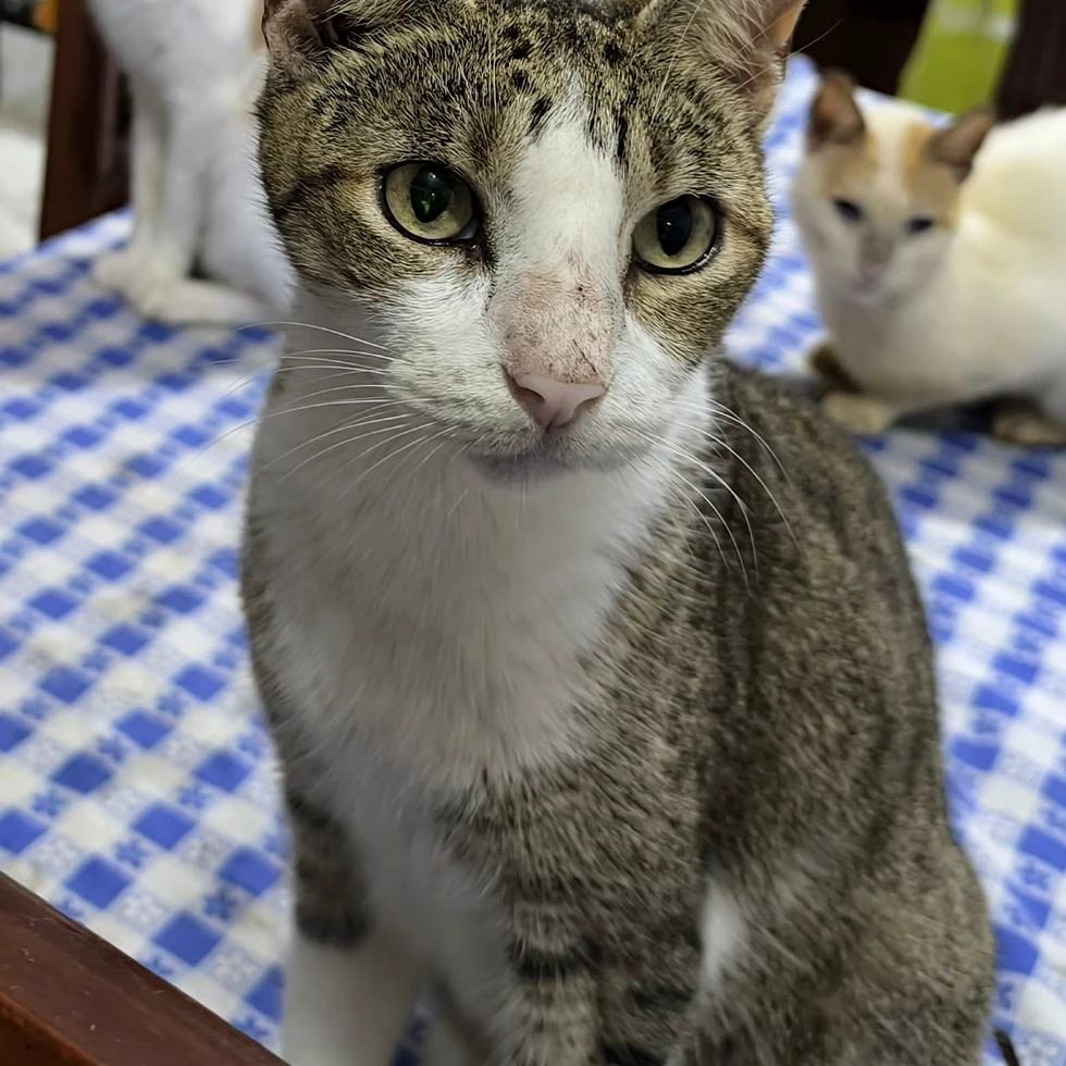 Bambam durante la etapa de rastreo activo